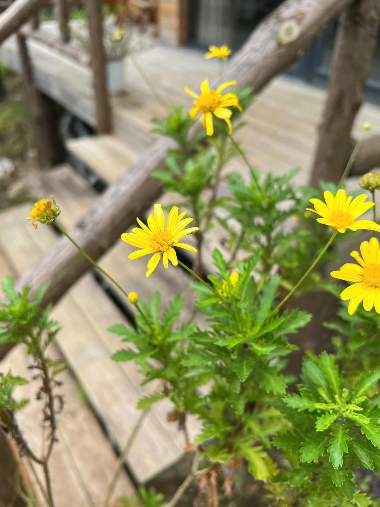 Sapa Riverside Homestay Ngoại thất bức ảnh